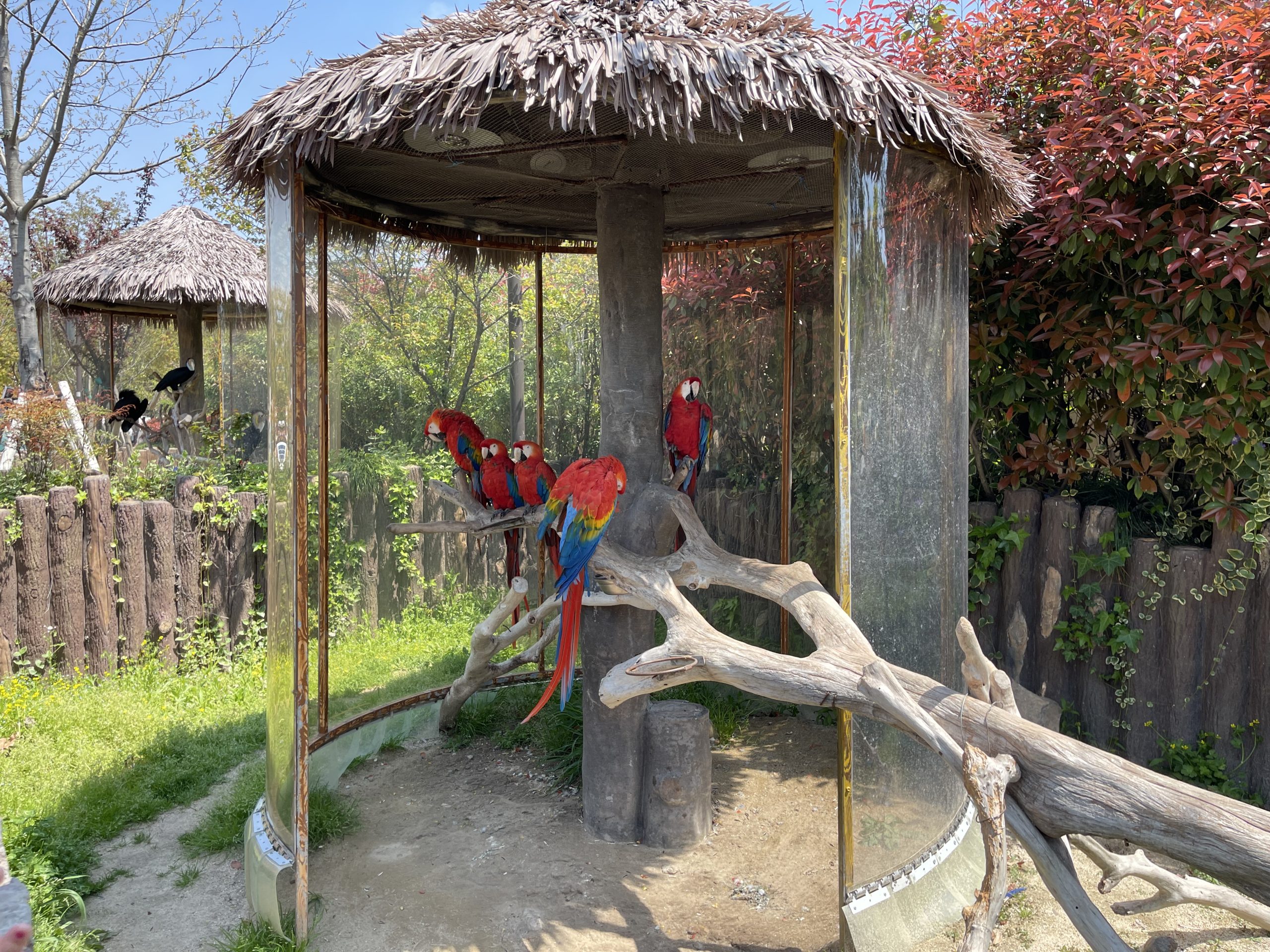 去野生动物园咯