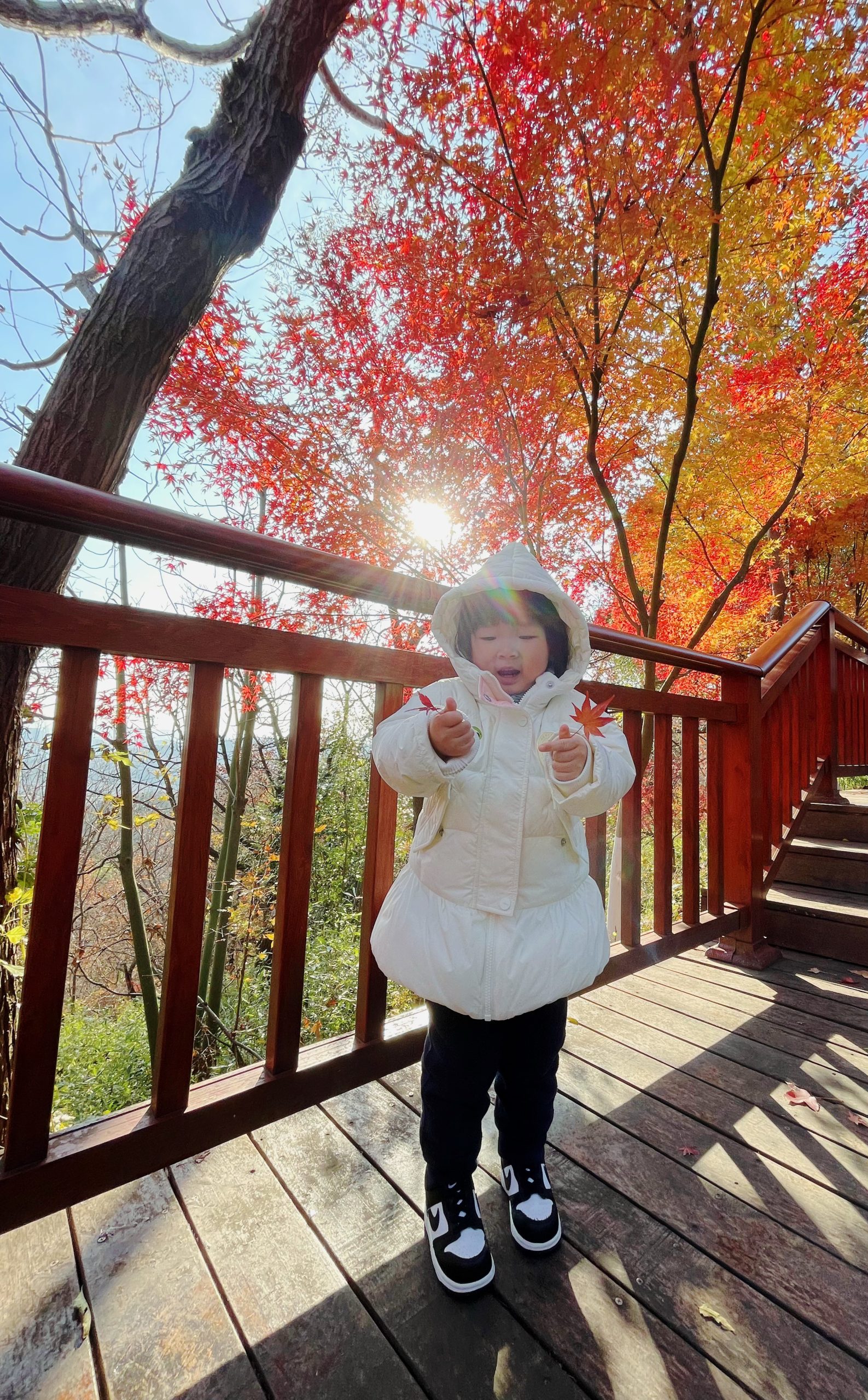 24年12月——枫叶红了